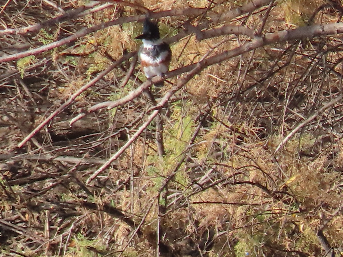 Belted Kingfisher - ML612011387