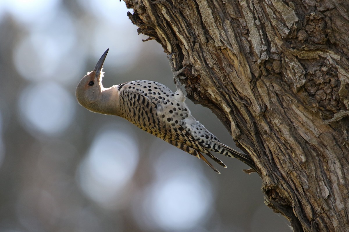Northern Flicker (Red-shafted) - ML612011564