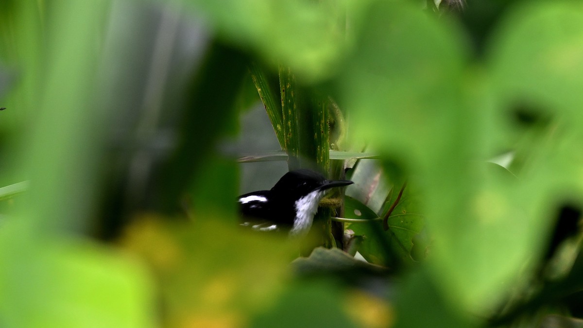 Black-and-white Antbird - ML612011575