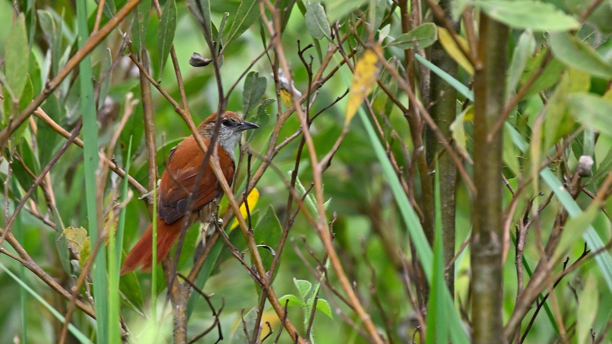 Parker's Spinetail - ML612011638
