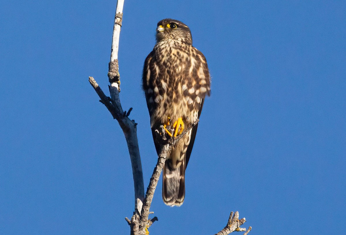 eBird Checklist 4 Dec 2023 Walden West (restricted access) 9 species