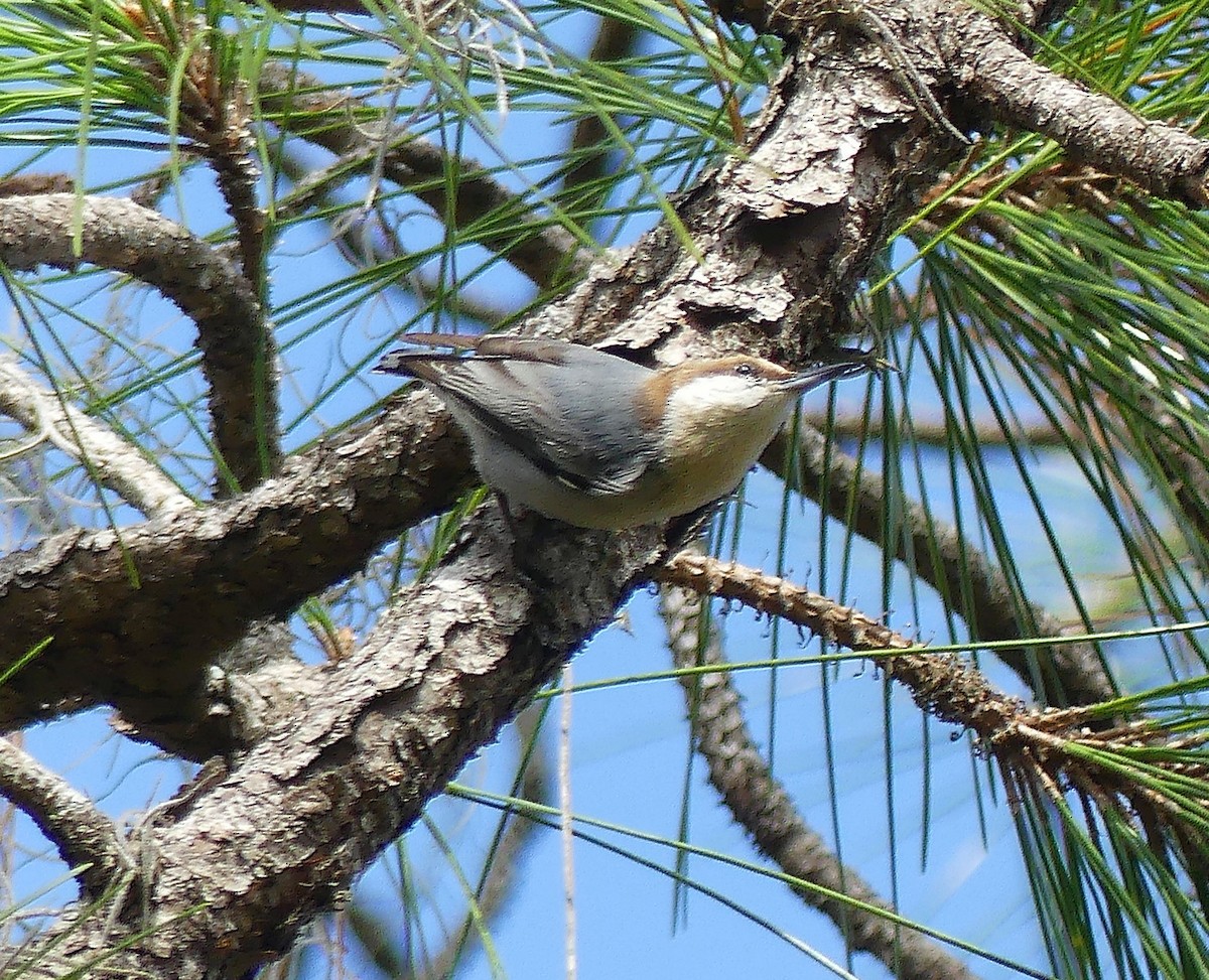 Brown-headed Nuthatch - ML612011708