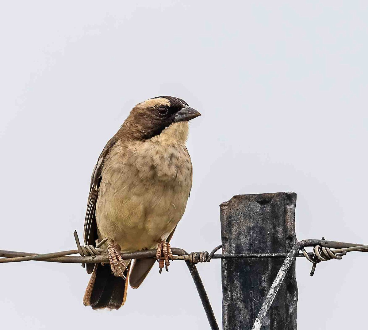 White-browed Sparrow-Weaver - Mel Senac