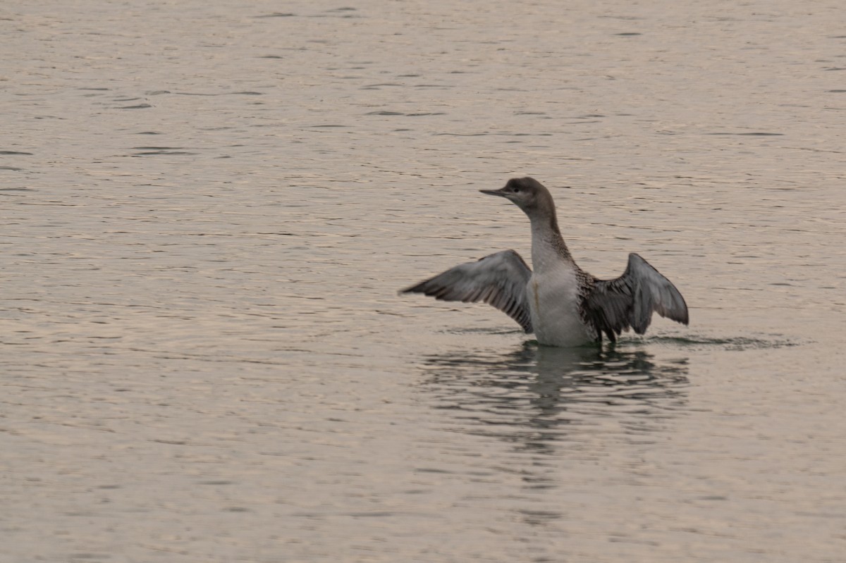 Red-throated Loon - ML612012010