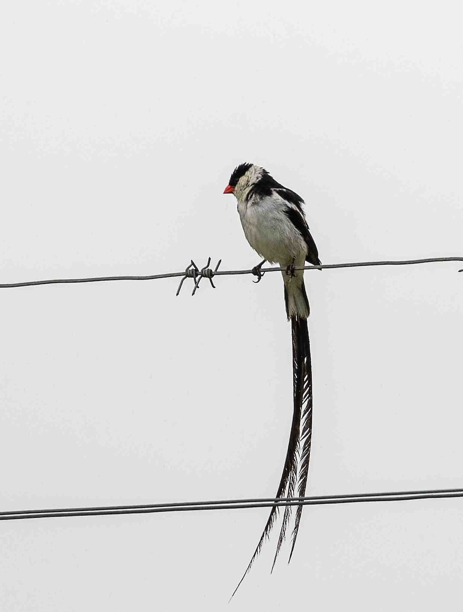 Pin-tailed Whydah - ML612012116