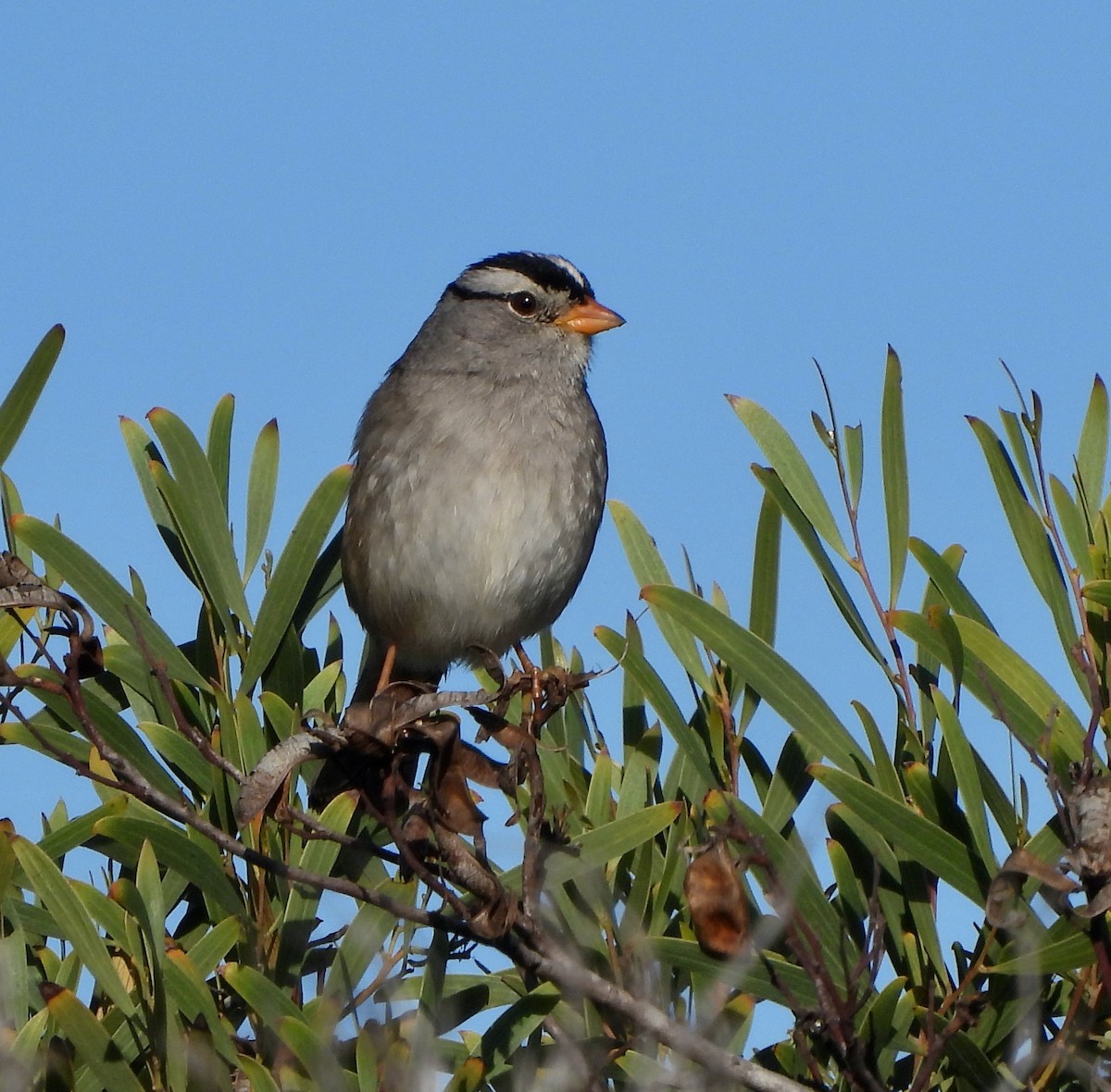 White-crowned Sparrow - ML612012363