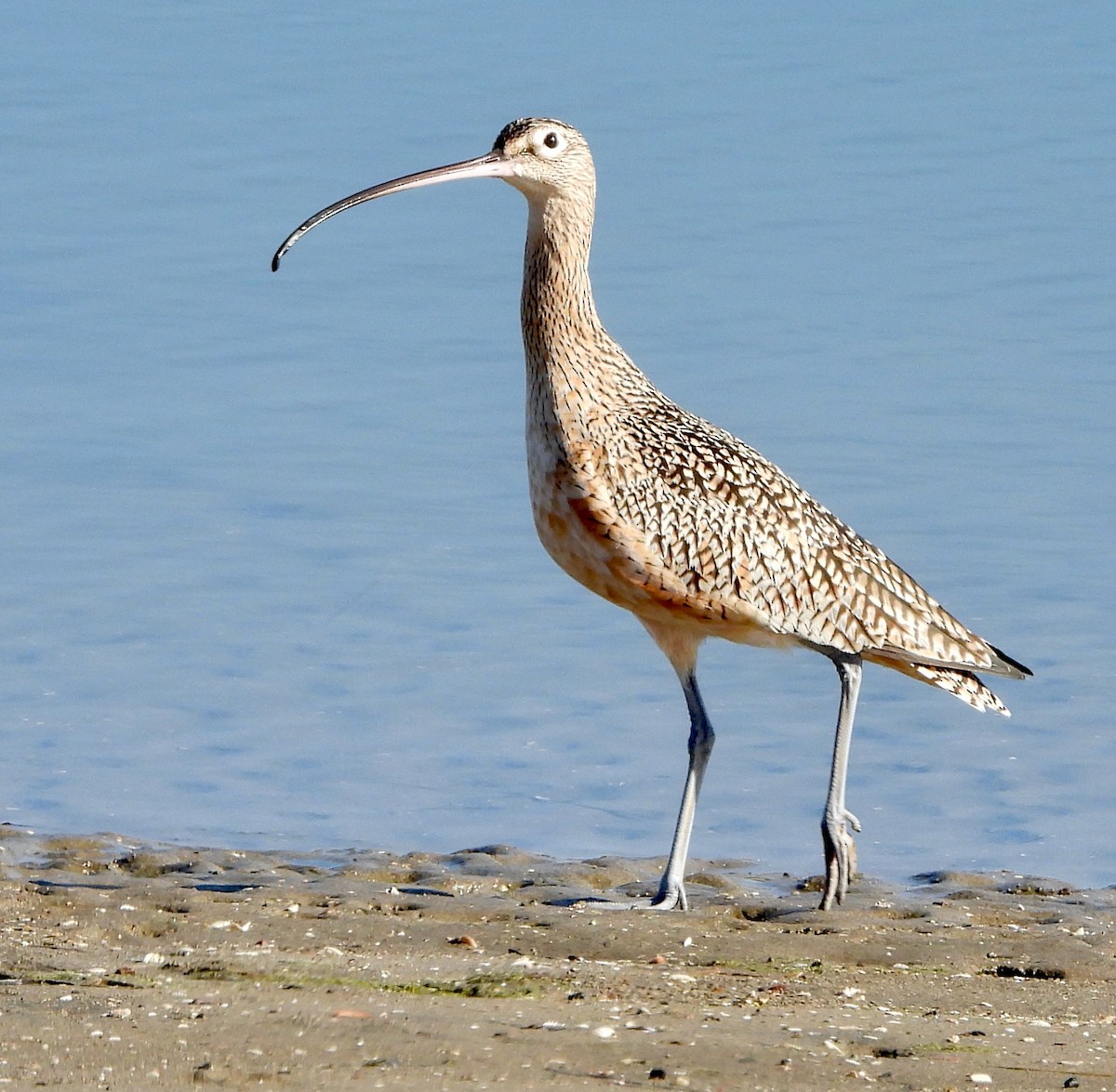 Long-billed Curlew - ML612012380