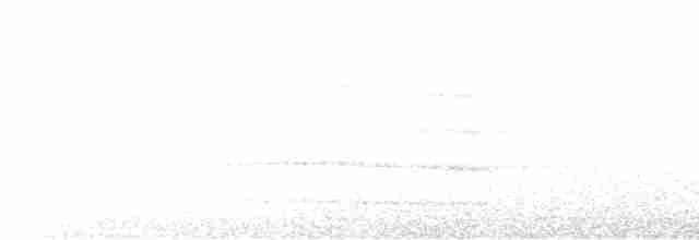sova pálená (ssp. insularis/nigrescens) - ML612012534