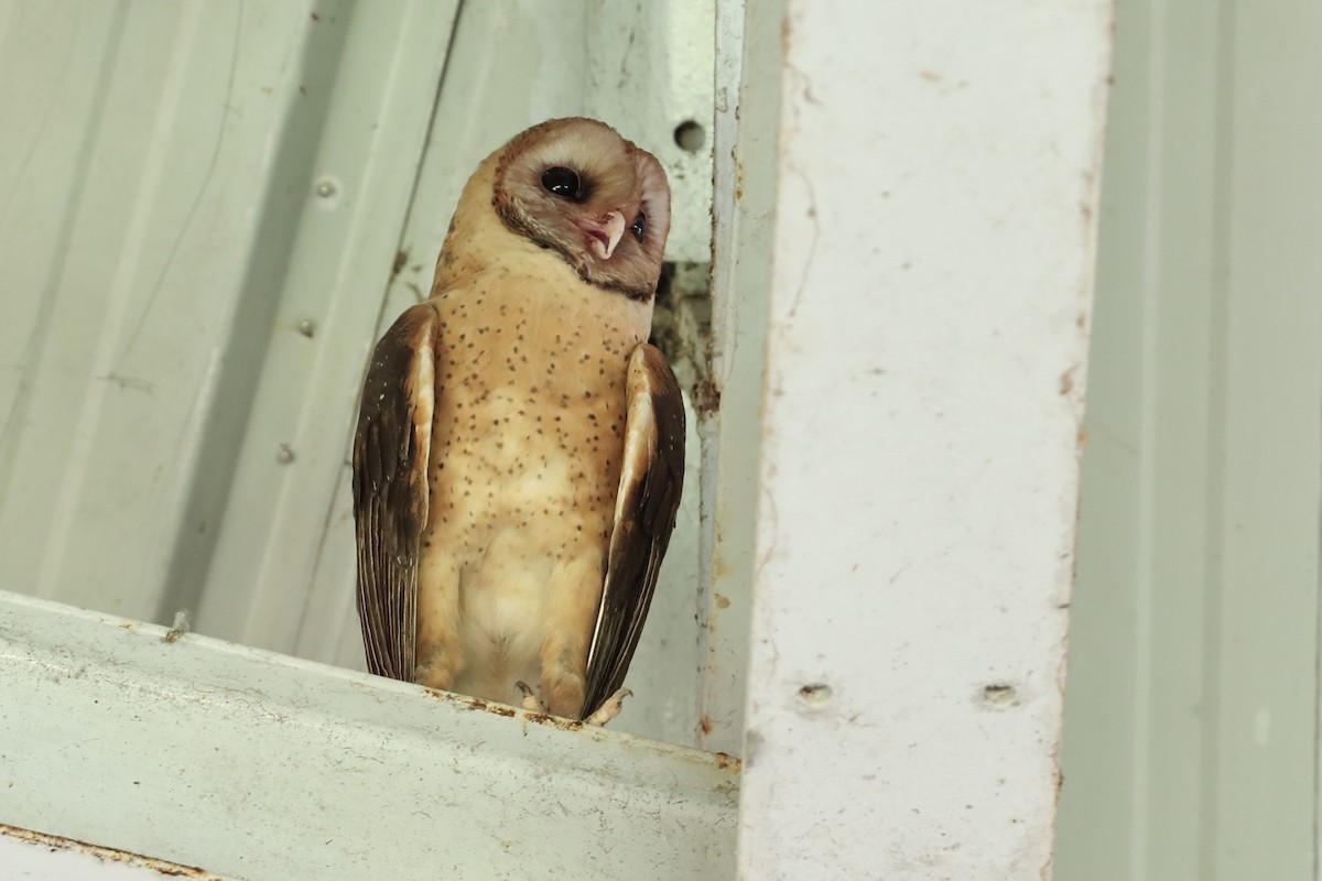 Barn Owl (Lesser Antilles) - ML612012536