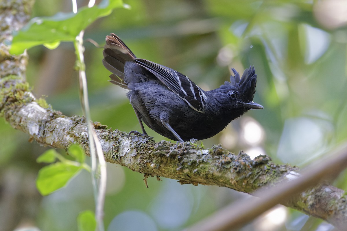 White-lined Antbird - ML612012553