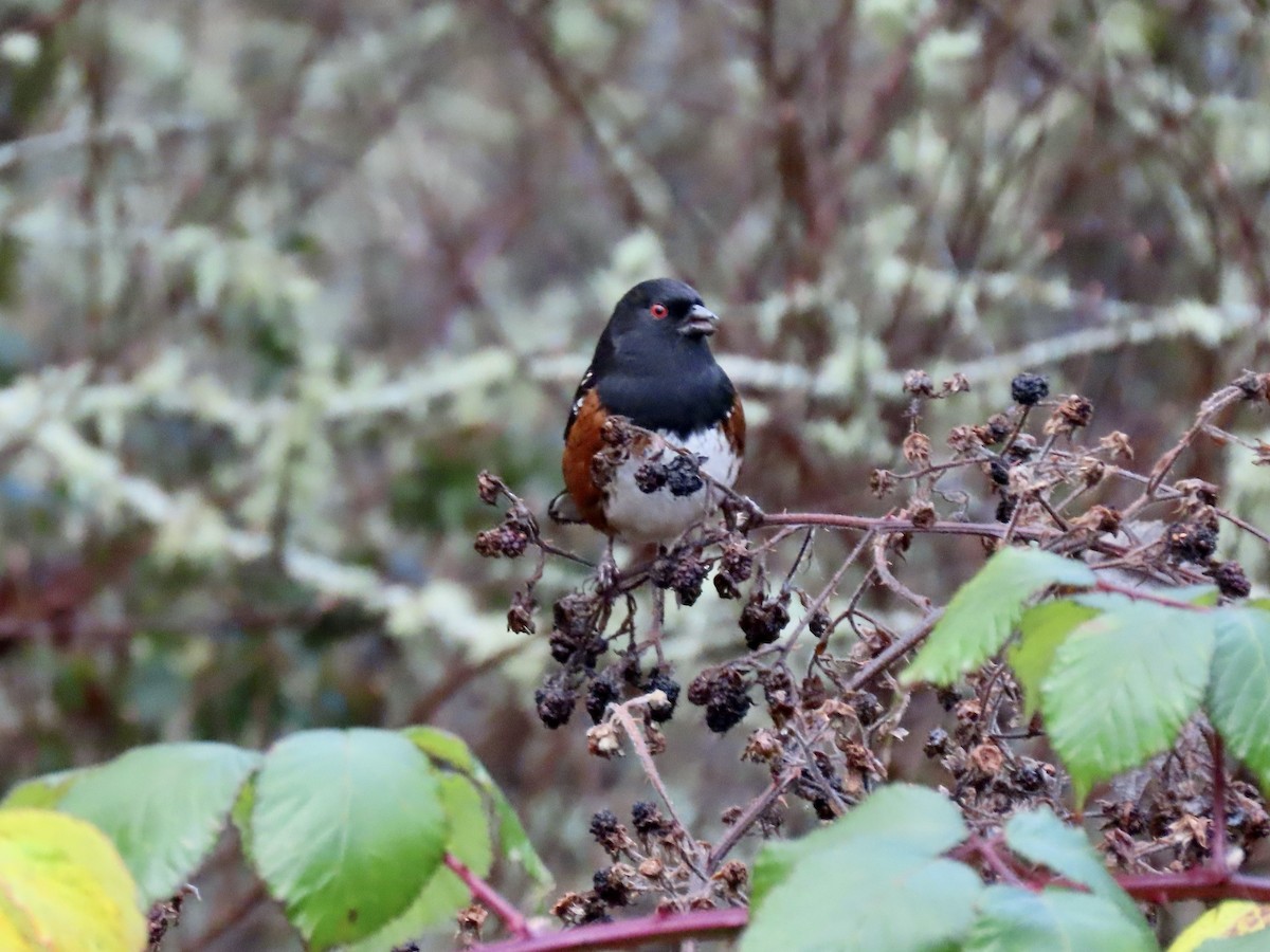 Spotted Towhee - ML612012594