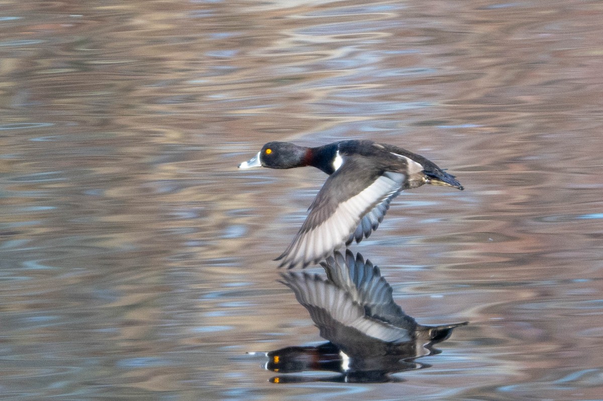 Ring-necked Duck - ML612012623