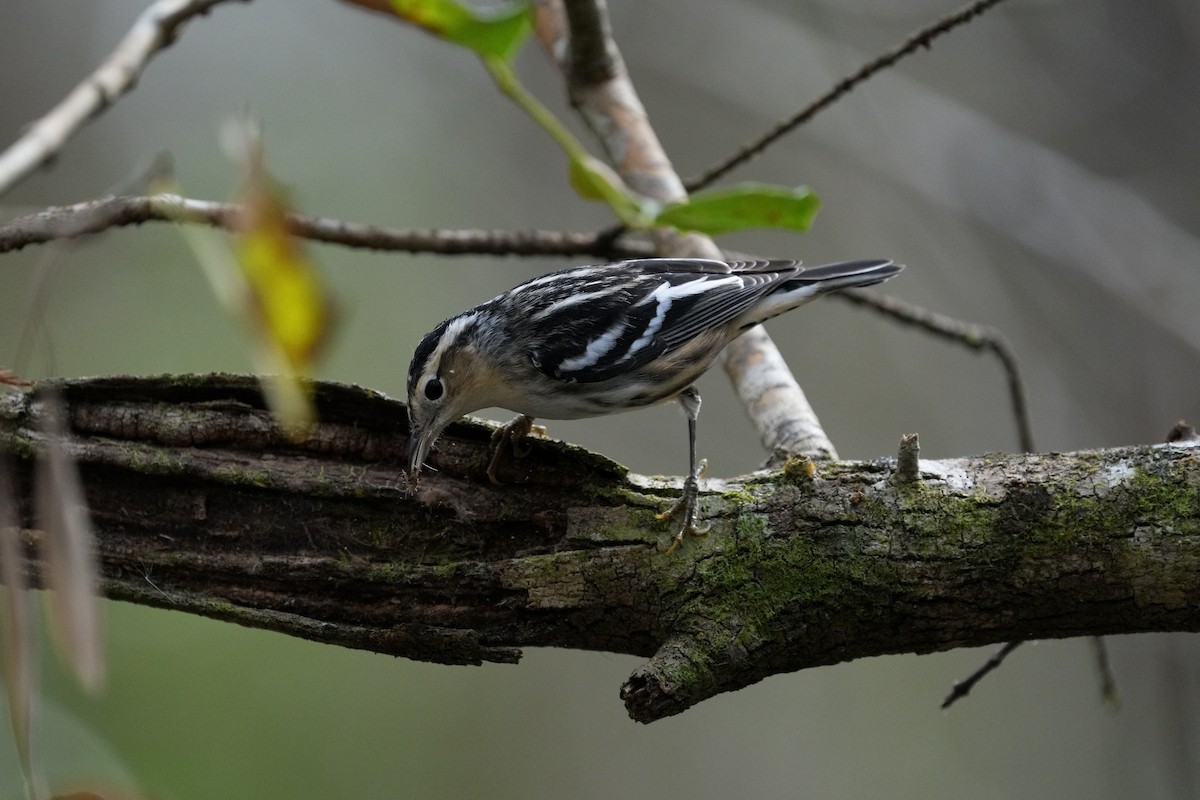 Black-and-white Warbler - ML612012625