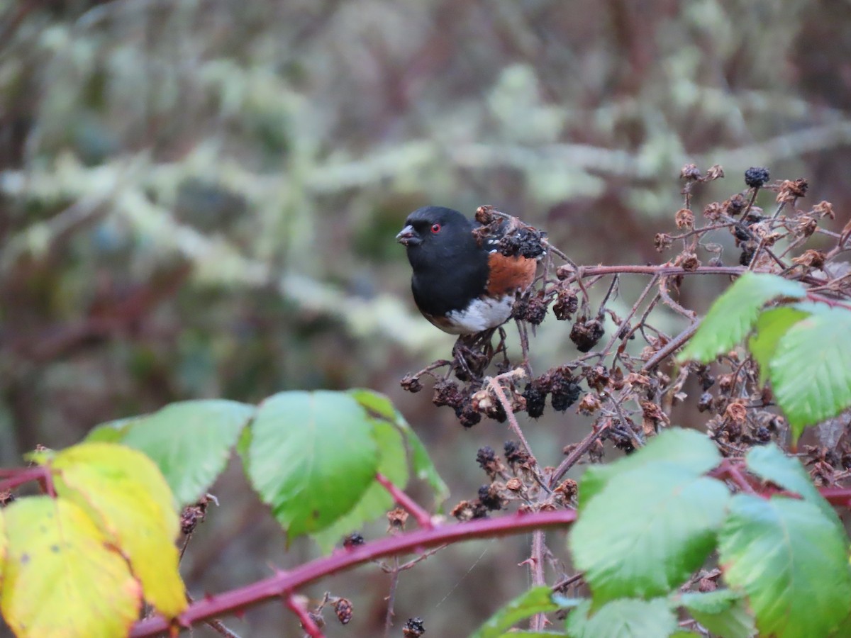 Spotted Towhee - ML612012642