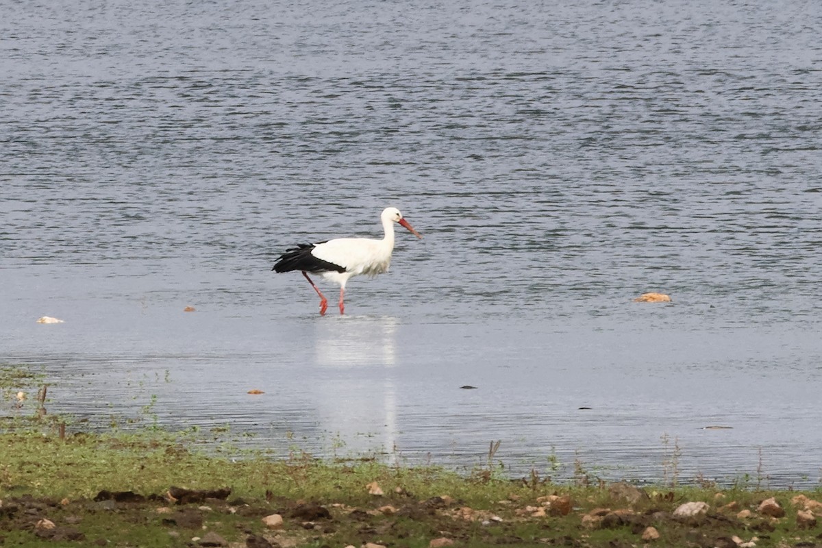 White Stork - ML612012851