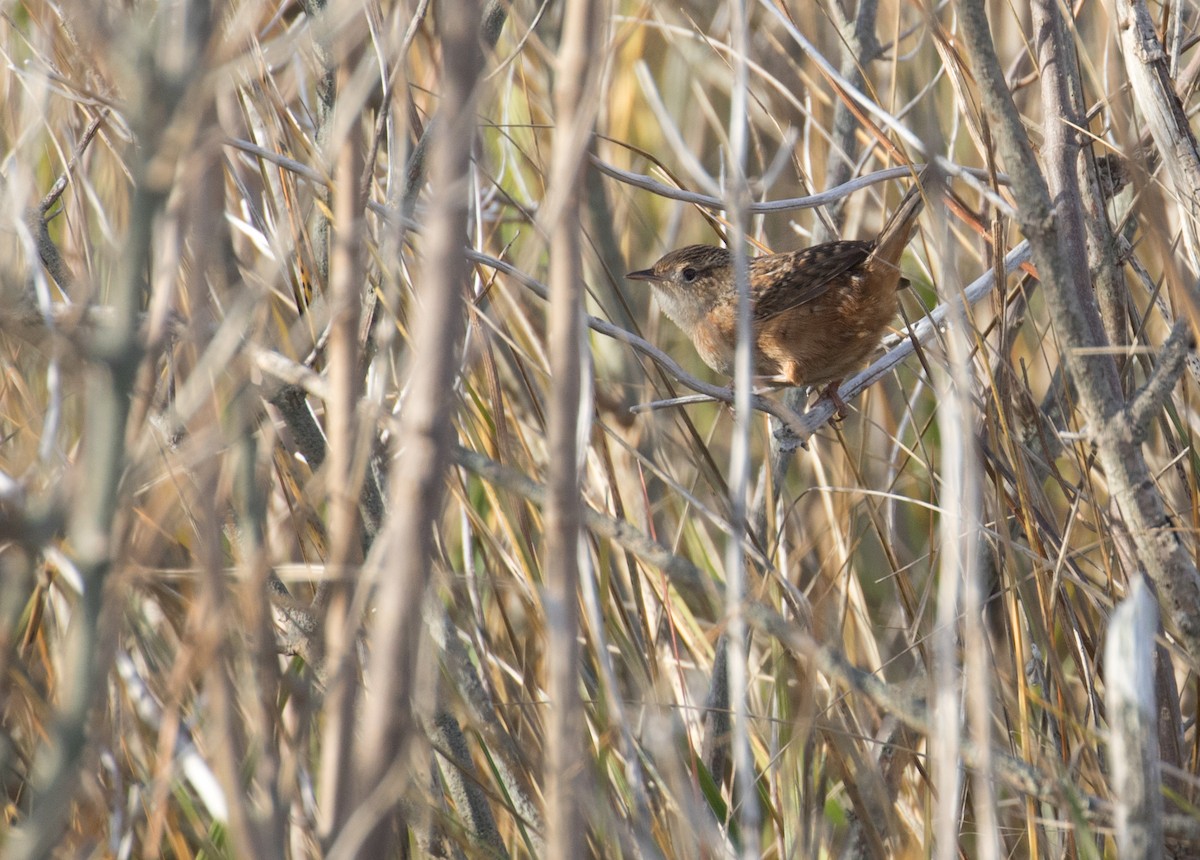 Sedge Wren - ML612013323