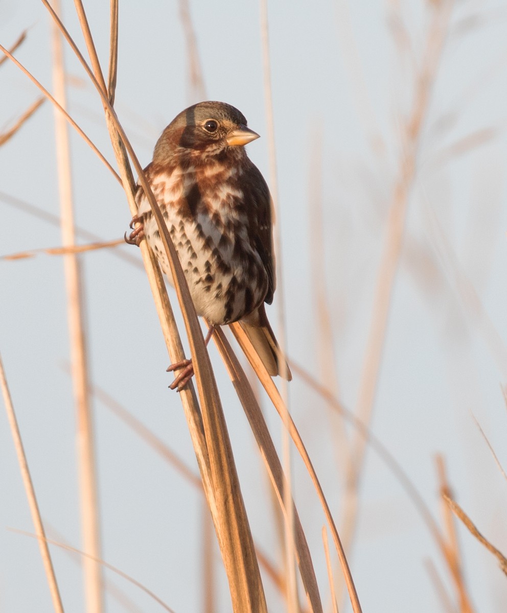 Fox Sparrow (Red) - ML612013333