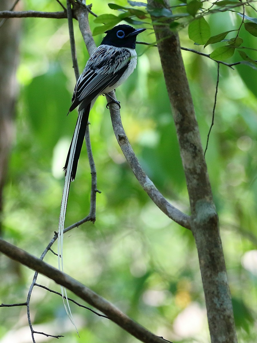 Malagasy Paradise-Flycatcher (Malagasy) - ML612013422