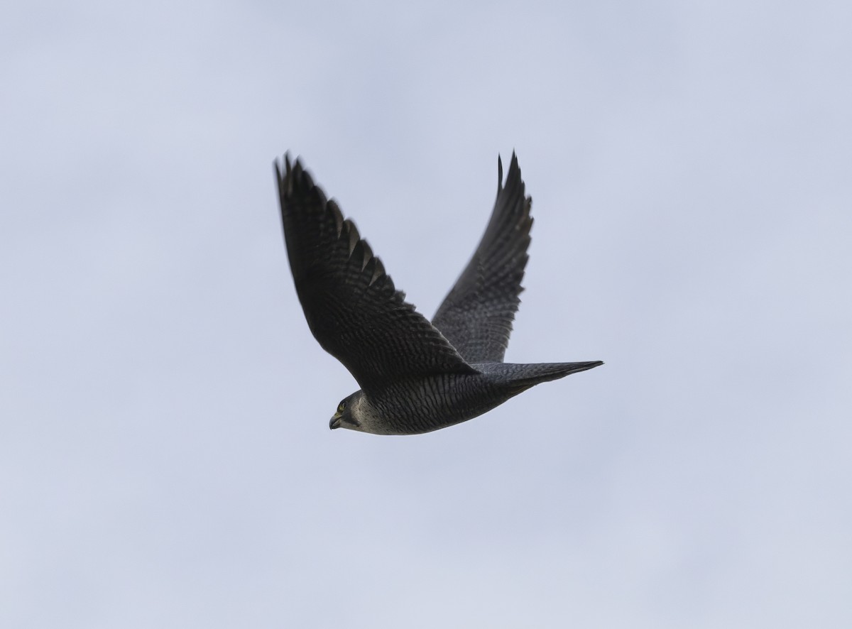 Peregrine Falcon (Mediterranean) - ML612013501