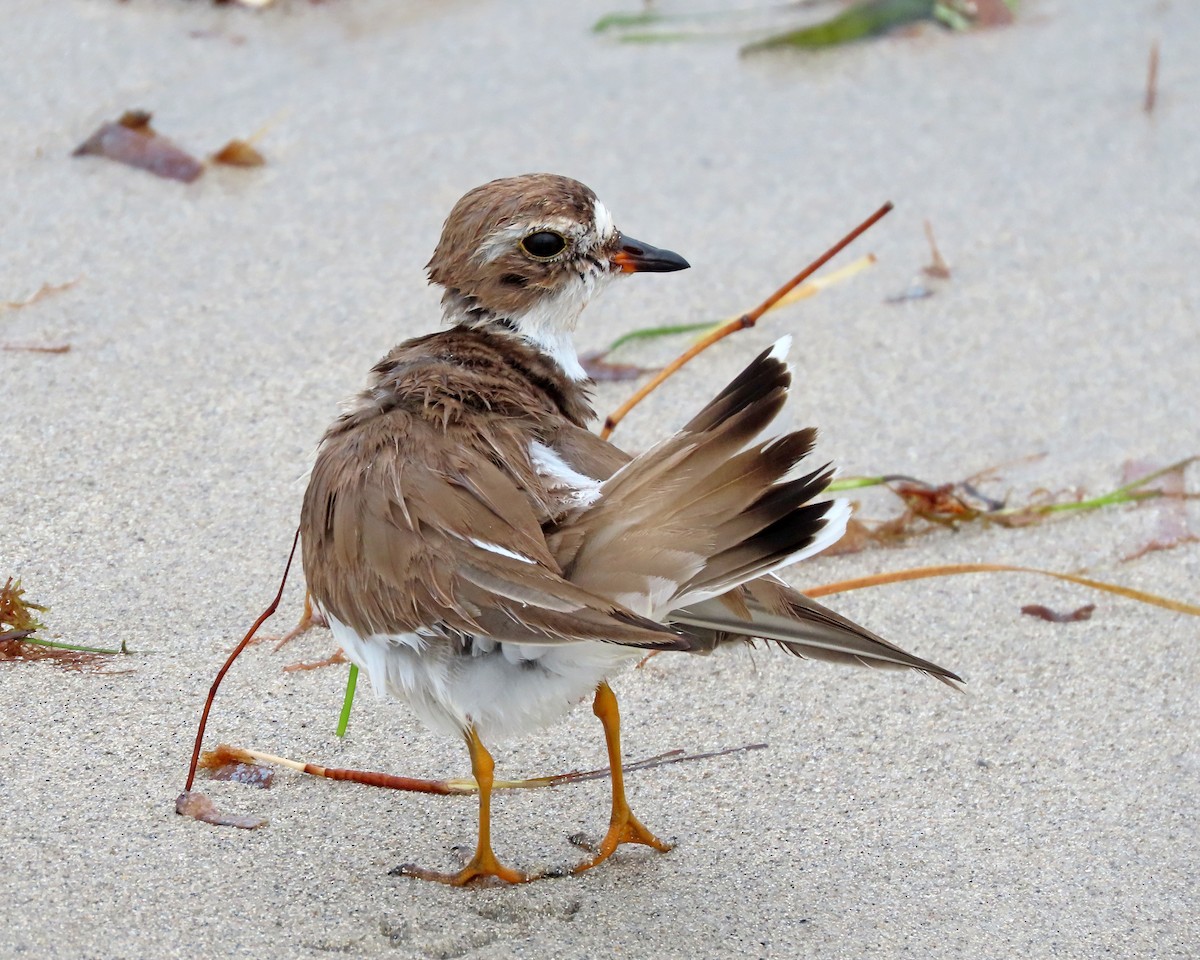 Semipalmated Plover - ML612013971