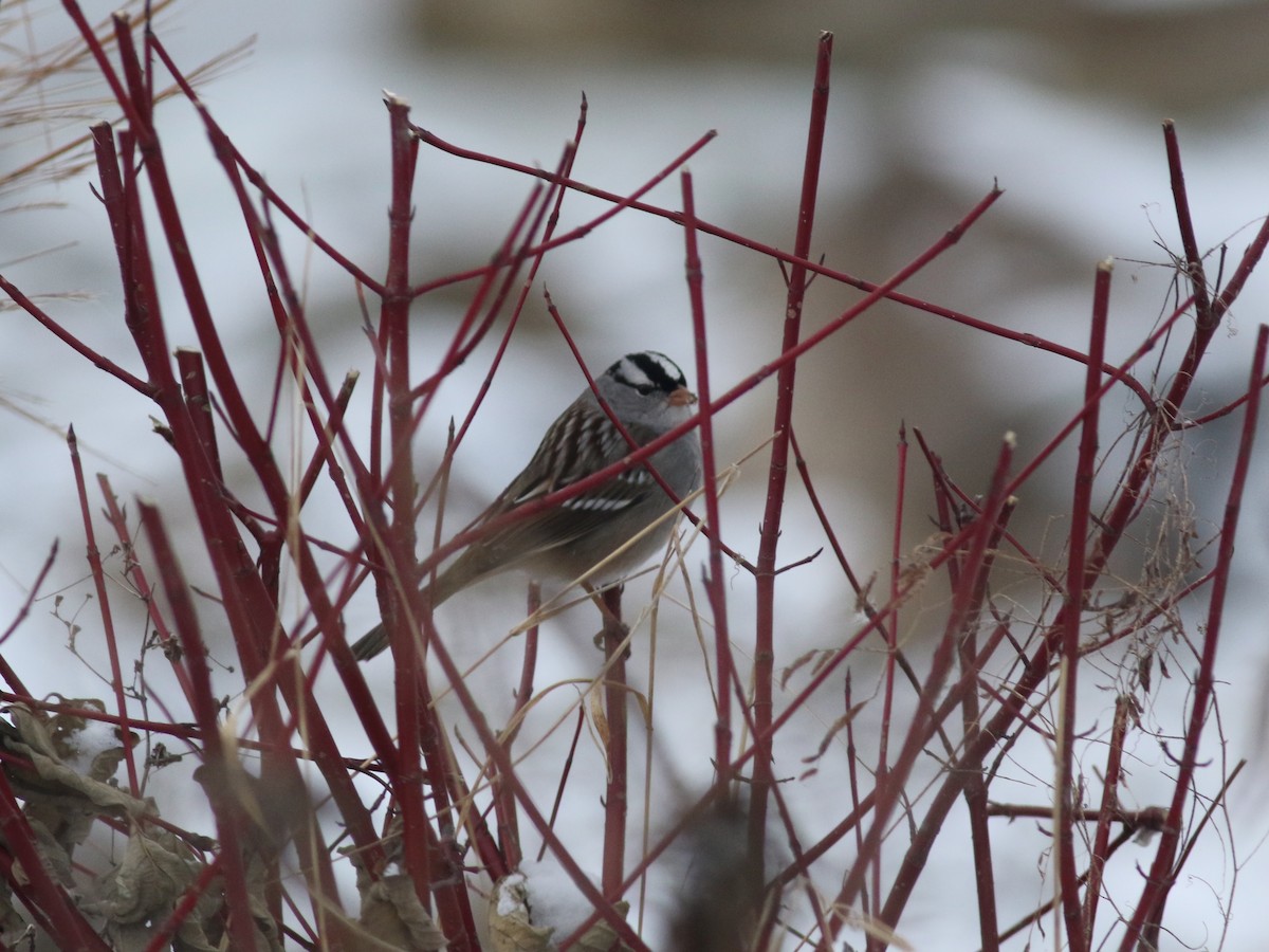 White-crowned Sparrow - ML612014362