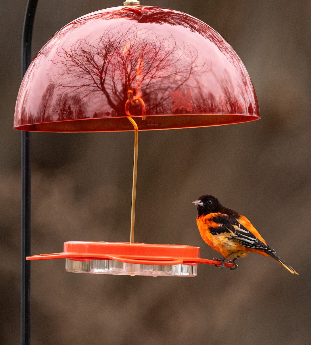 Ebird Checklist Dec Roseville Lane Species