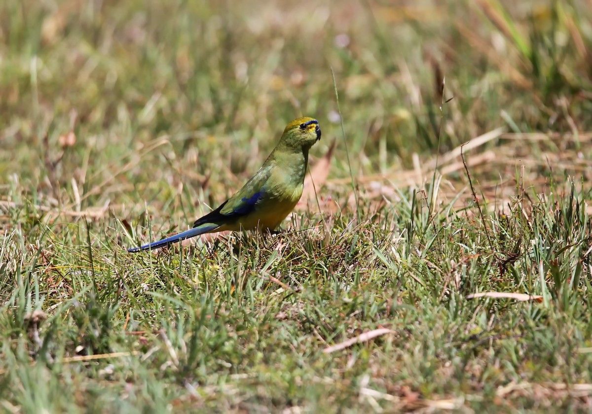 Blue-winged Parrot - ML612015669