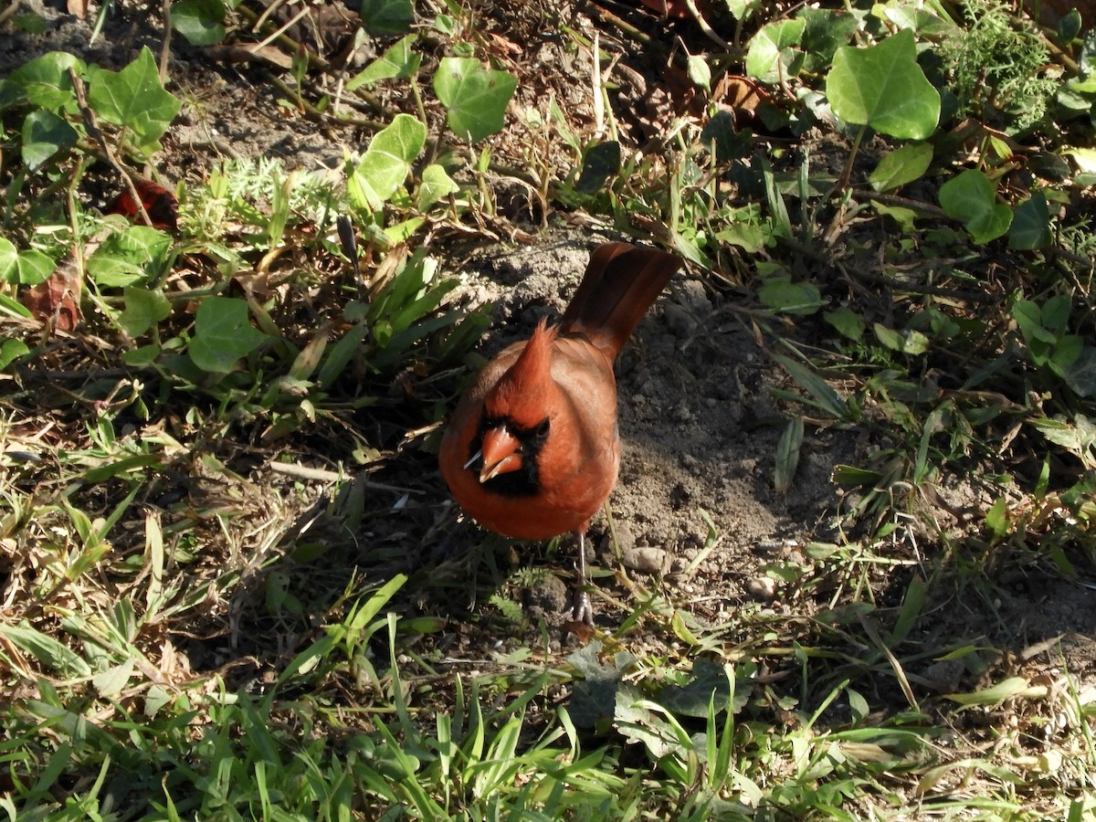 Northern Cardinal - ML612015862