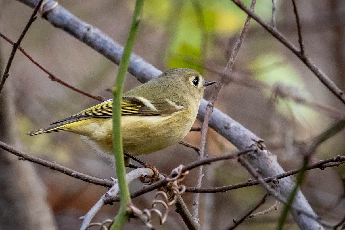 Ruby-crowned Kinglet - Laurie Sheppard