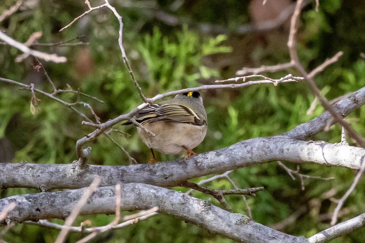 Golden-crowned Kinglet - Laurie Sheppard