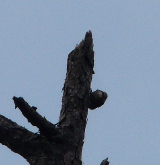 Brown-headed Nuthatch - ML612016455