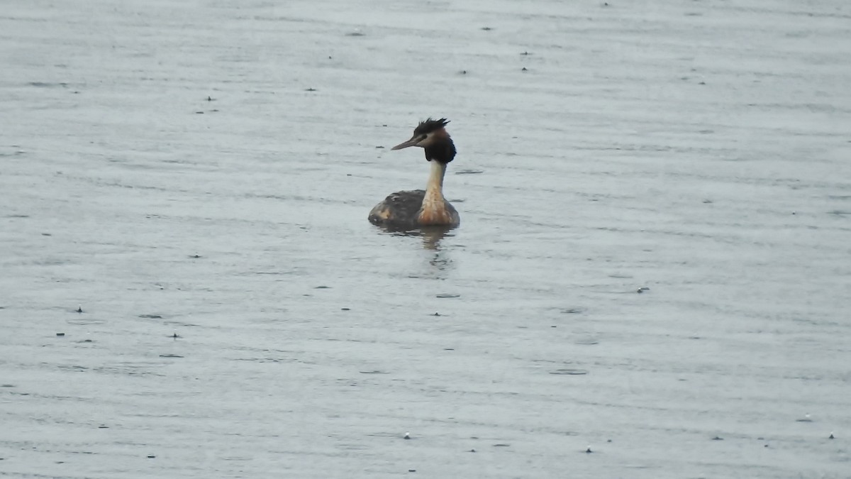 Great Crested Grebe - ML612016496