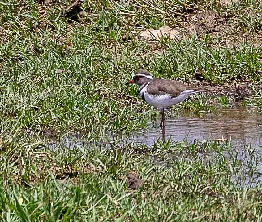 Three-banded Plover - ML612016623