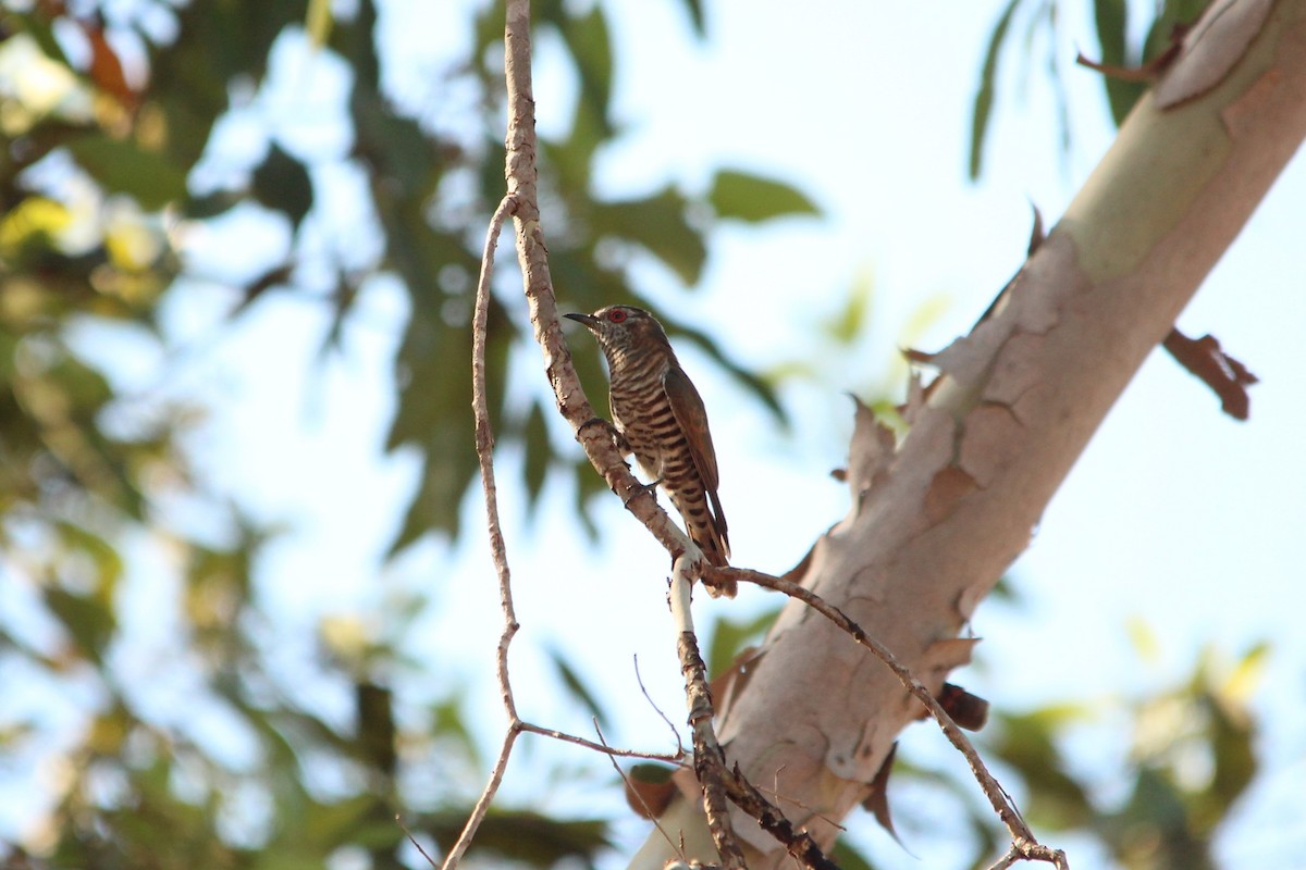 Little Bronze-Cuckoo (Gould's) - ML612017086