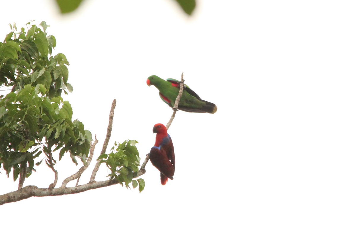 Papua Eklektus Papağanı - ML612017241