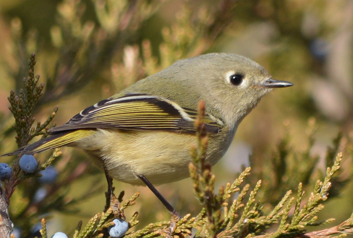 Ruby-crowned Kinglet - Dave Klema