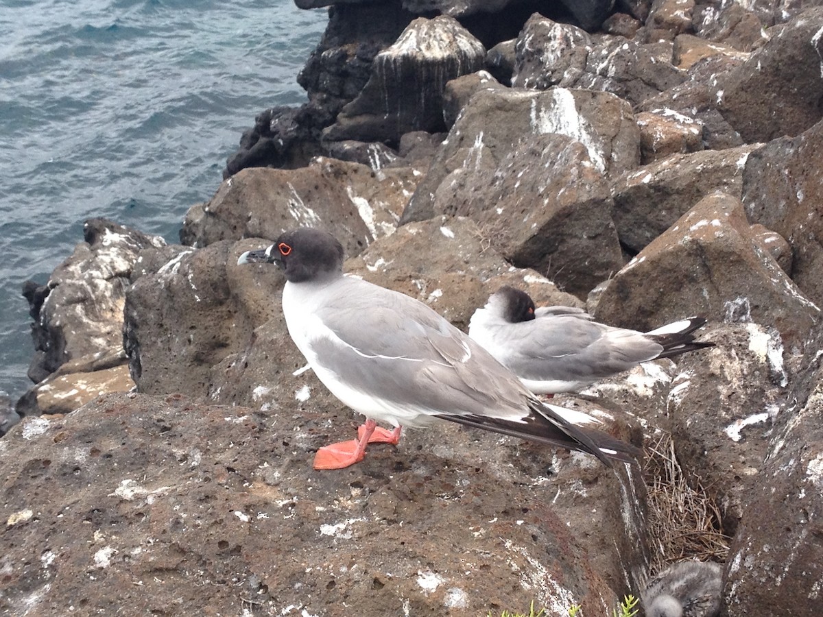 Swallow-tailed Gull - ML612017525