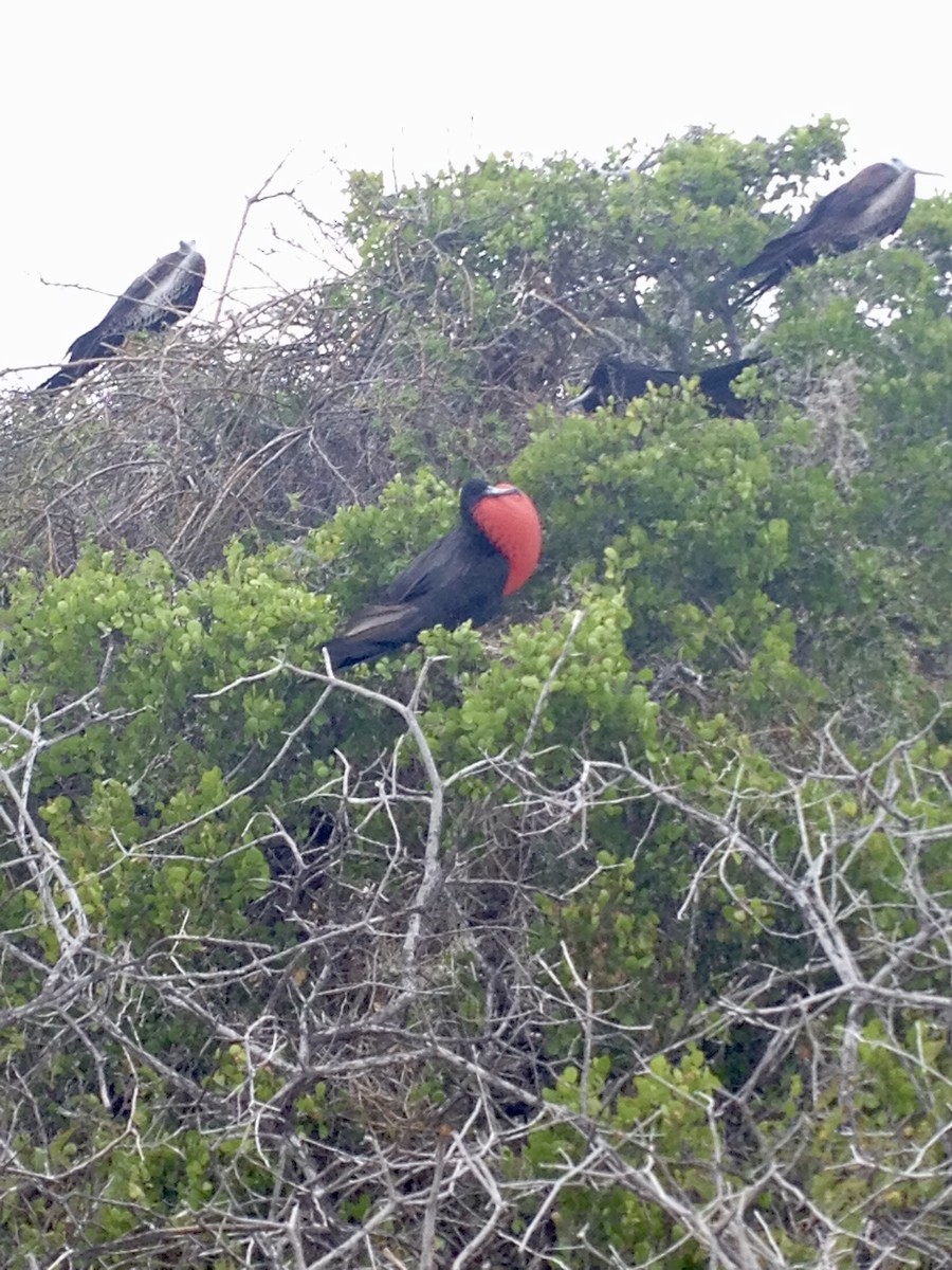 Magnificent Frigatebird - ML612017550