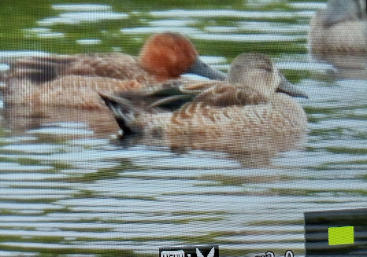 eBird Checklist 8 Dec 2023 Merritt Island NWRBlack Point Wildlife