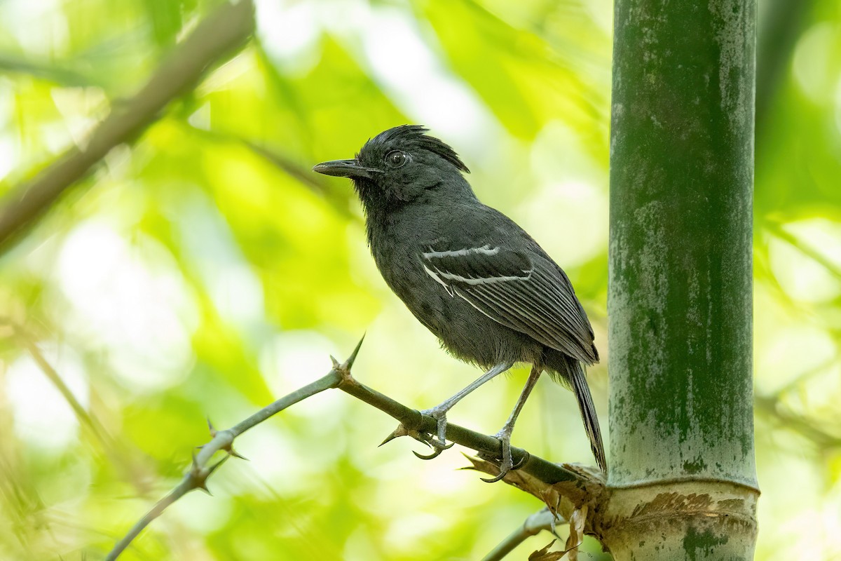 White-lined Antbird - ML612017628