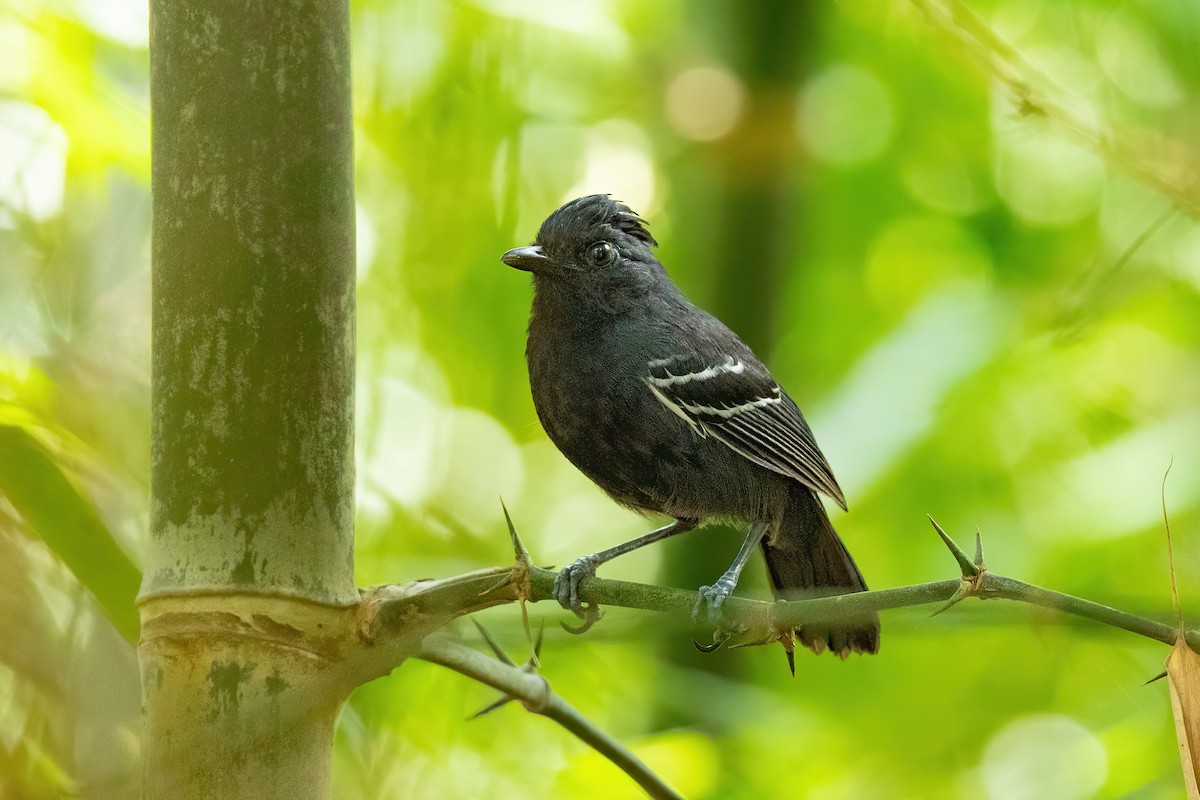 White-lined Antbird - ML612017661
