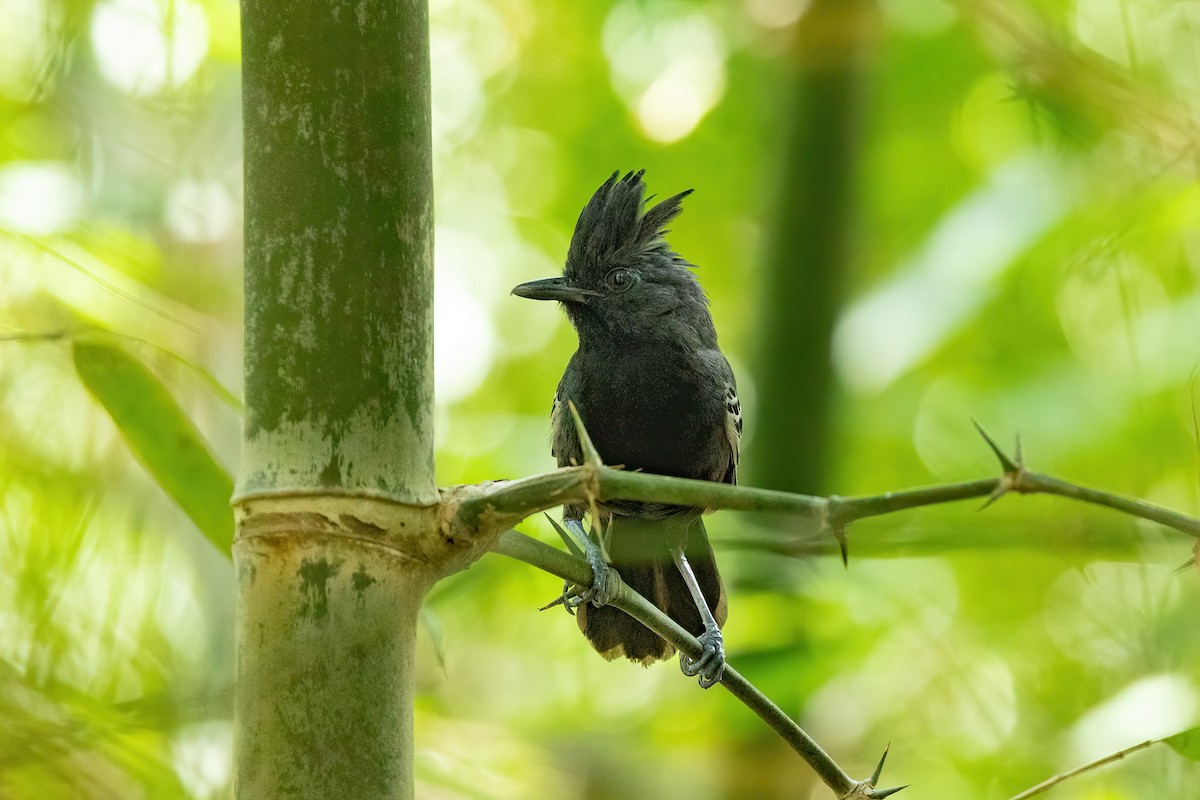 White-lined Antbird - ML612017682
