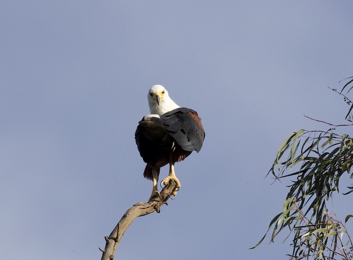 African Fish-Eagle - ML612018037