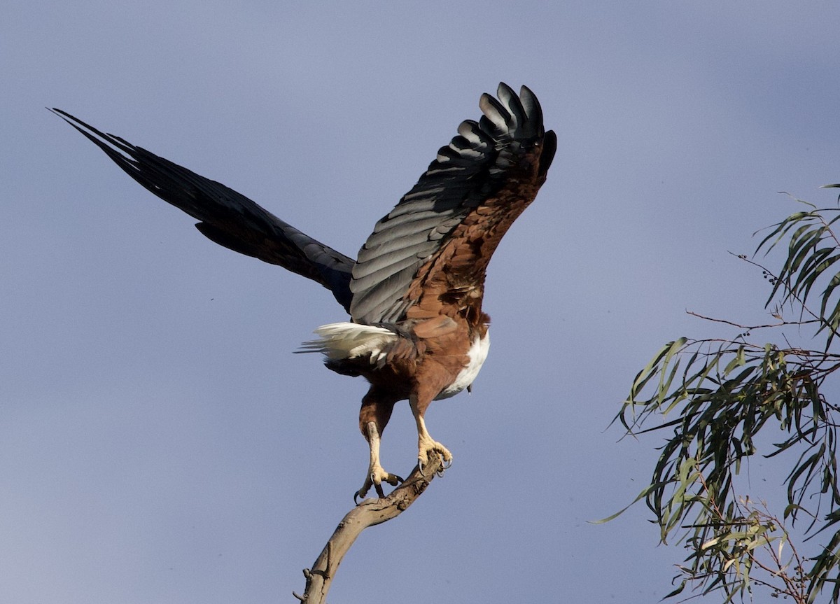 African Fish-Eagle - ML612018042