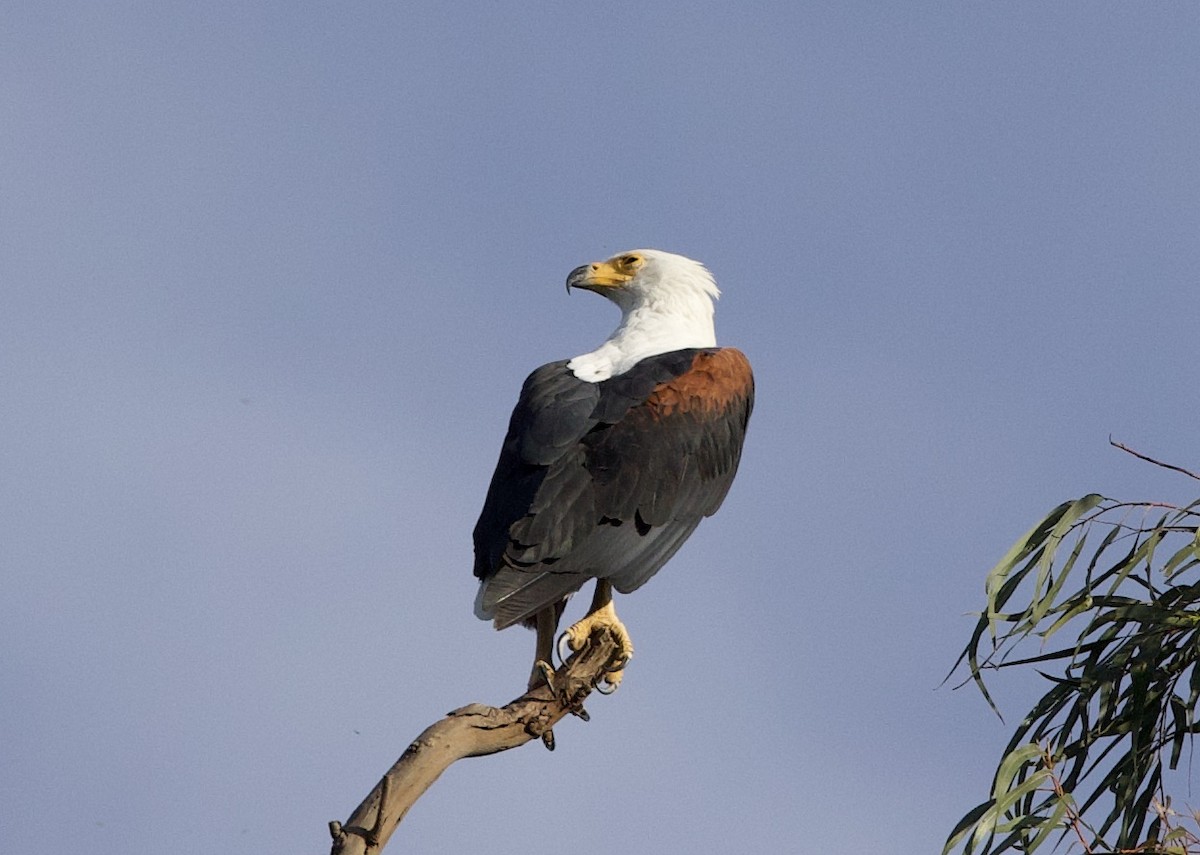 African Fish-Eagle - ML612018258