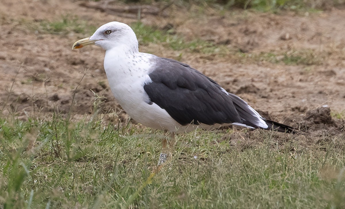 Lesser Black-backed Gull - ML612018339