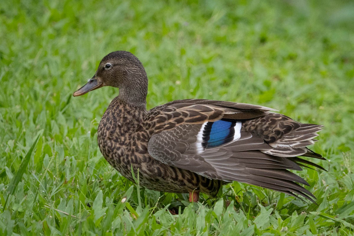 Hawaiian Duck - ML612018503
