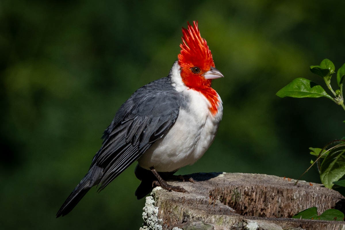 Red-crested Cardinal - ML612018653
