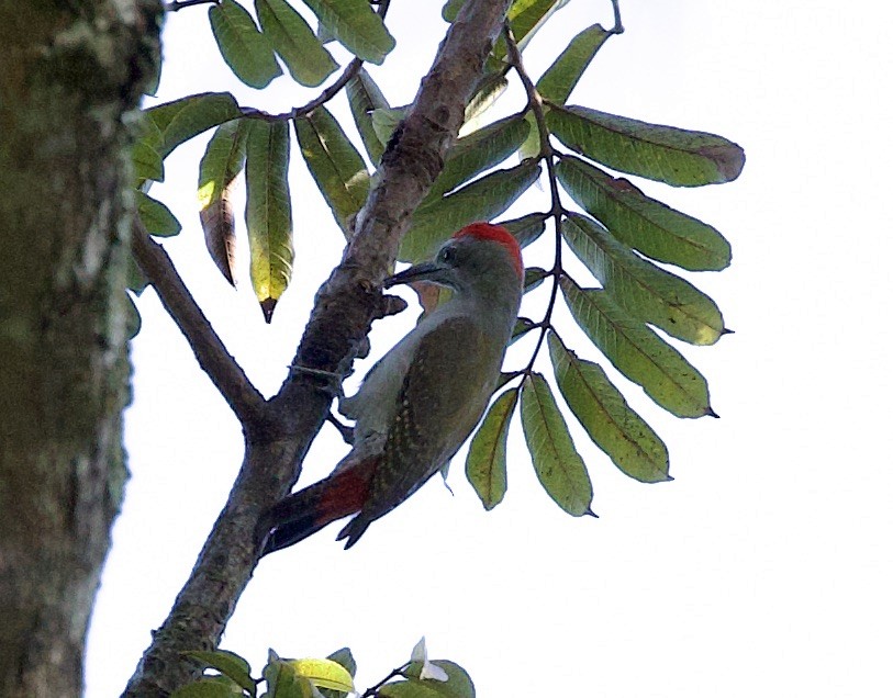 African Gray Woodpecker - ML612018726