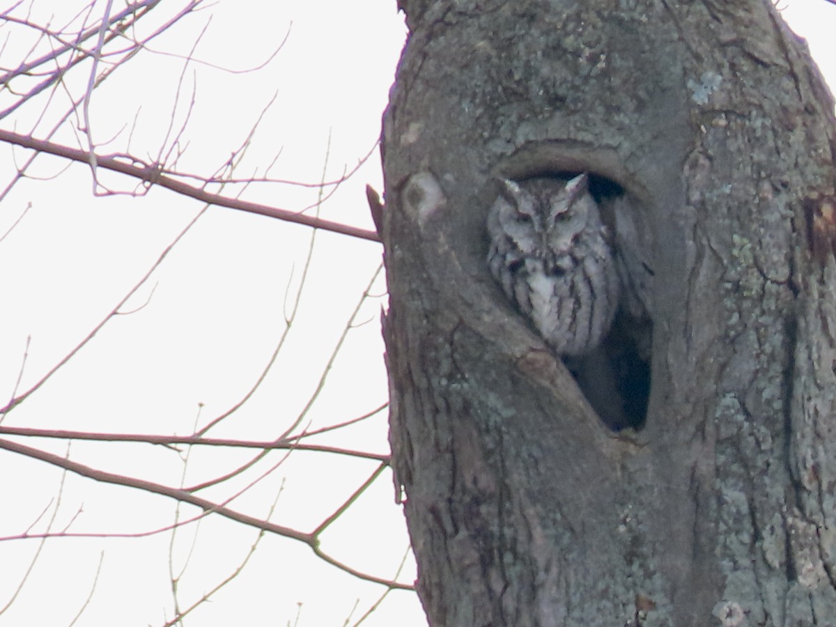 Eastern Screech-Owl - ML612018920